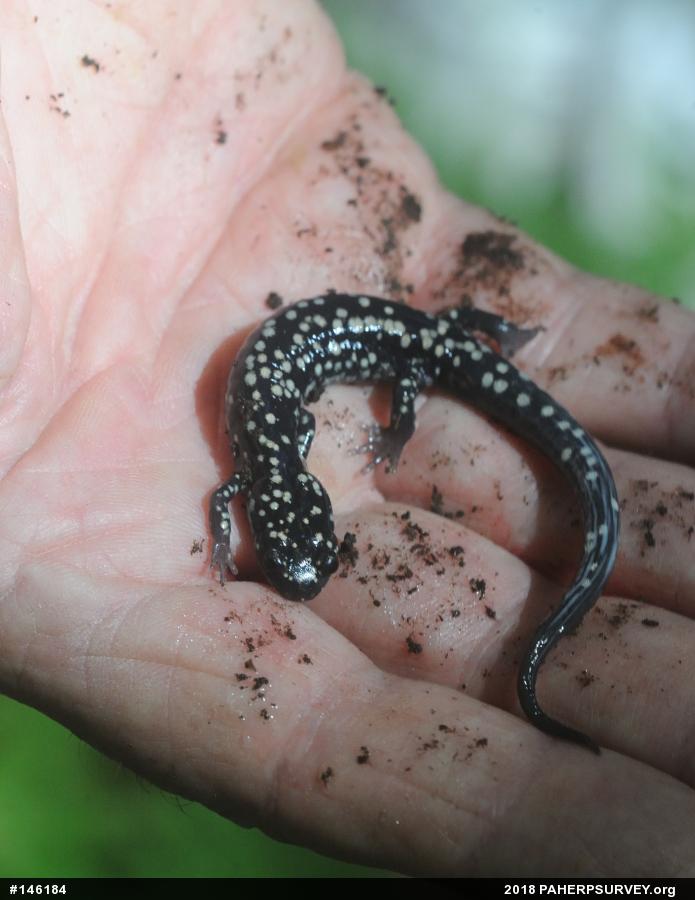 Northern Slimy Salamander