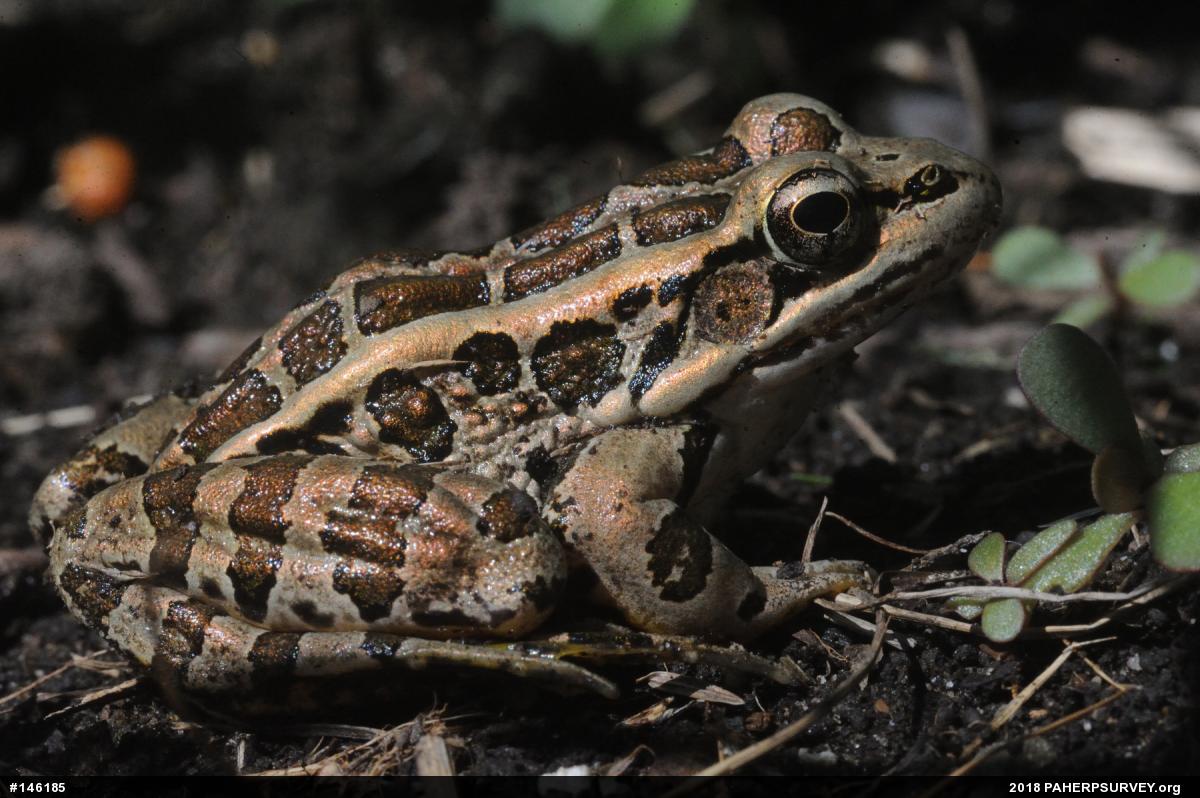 Pickerel Frog