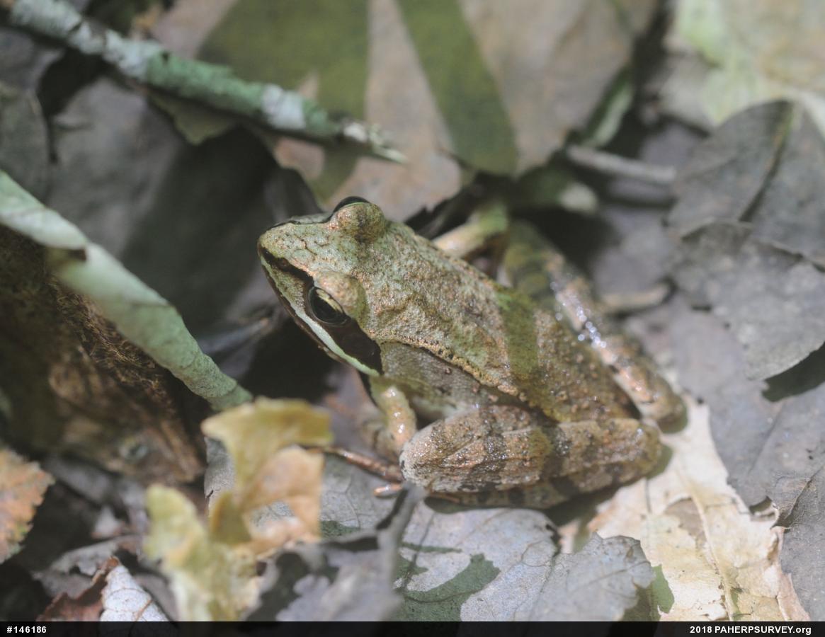 Wood Frog