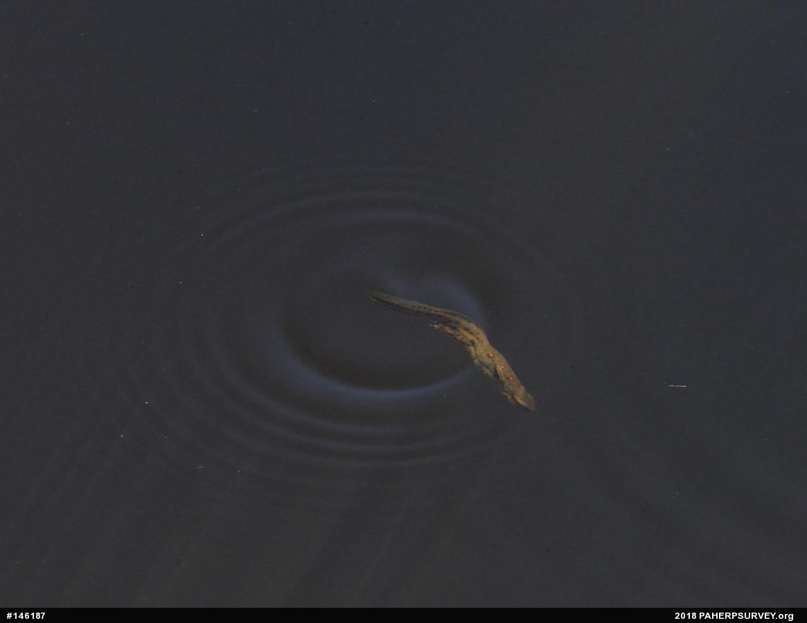 Red-spotted Newt