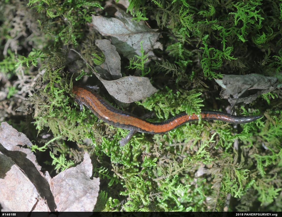 Eastern Red-backed  Salamander