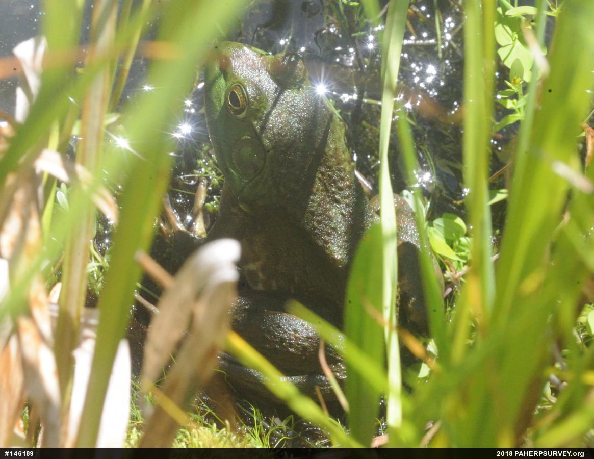 American Bullfrog