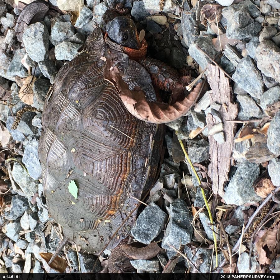 Wood Turtle