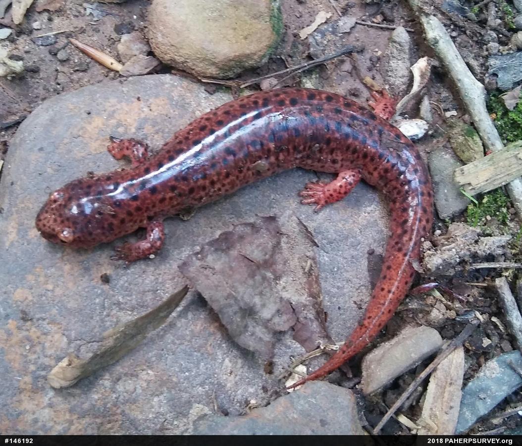 Northern Red Salamander