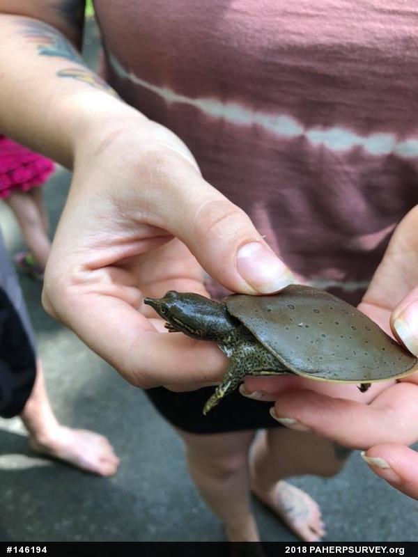 Eastern Spiny Softshell