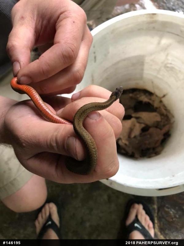 Red-bellied Snake