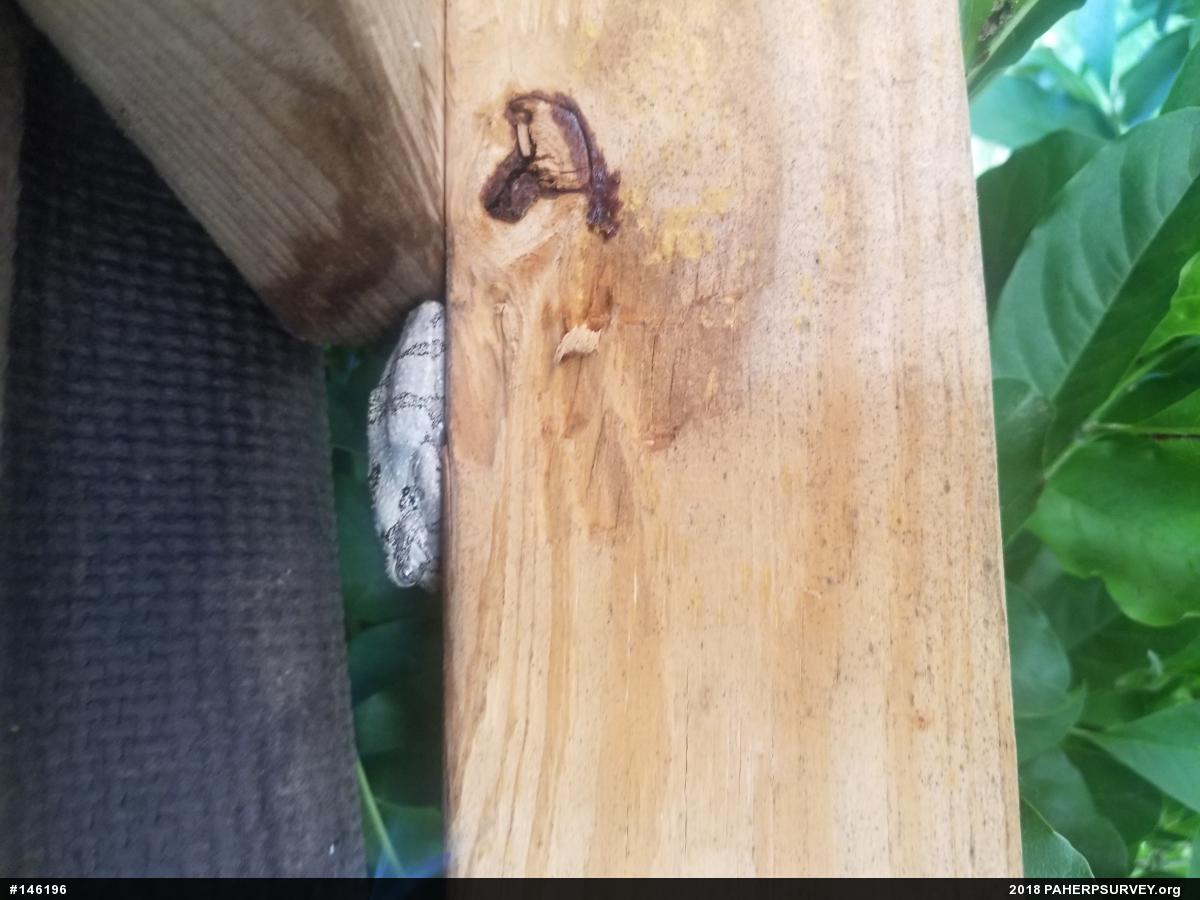 Unknown Gray Treefrog
