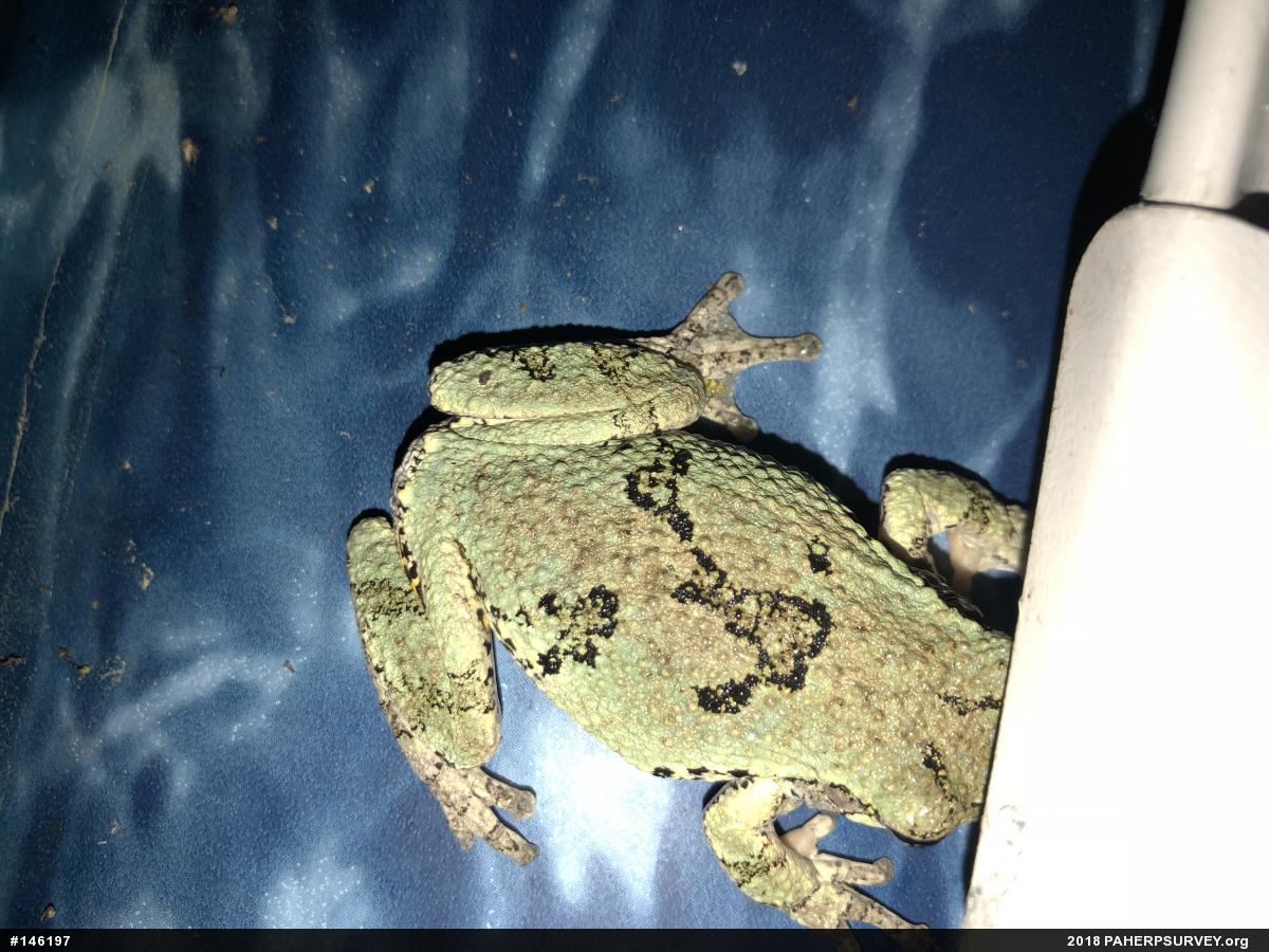 Unknown Gray Treefrog