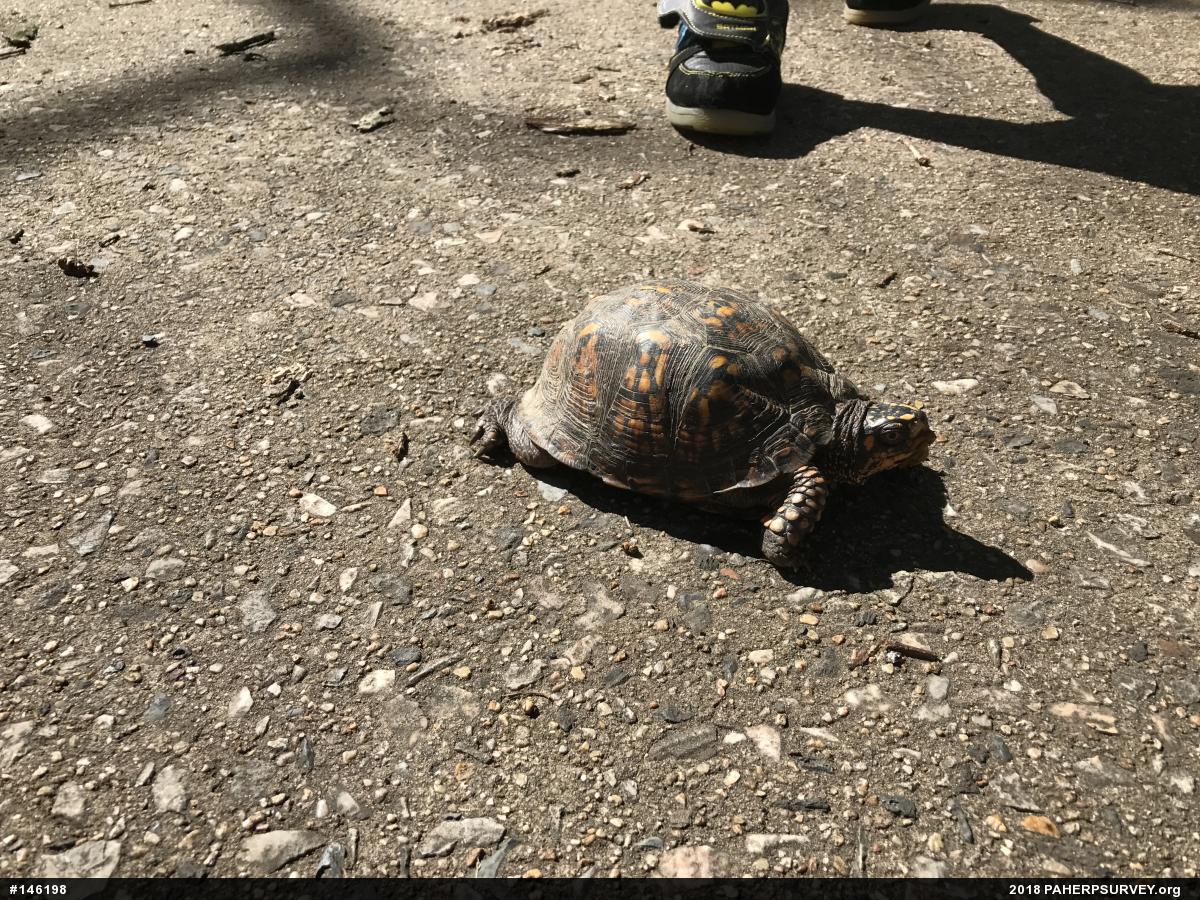 Eastern Box Turtle