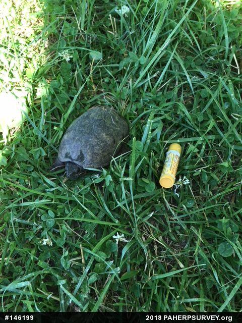 Eastern Musk Turtle