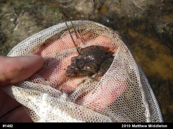 Spring Peeper