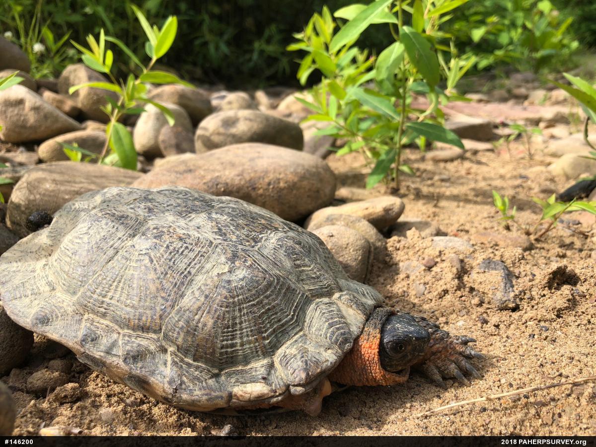 Wood Turtle
