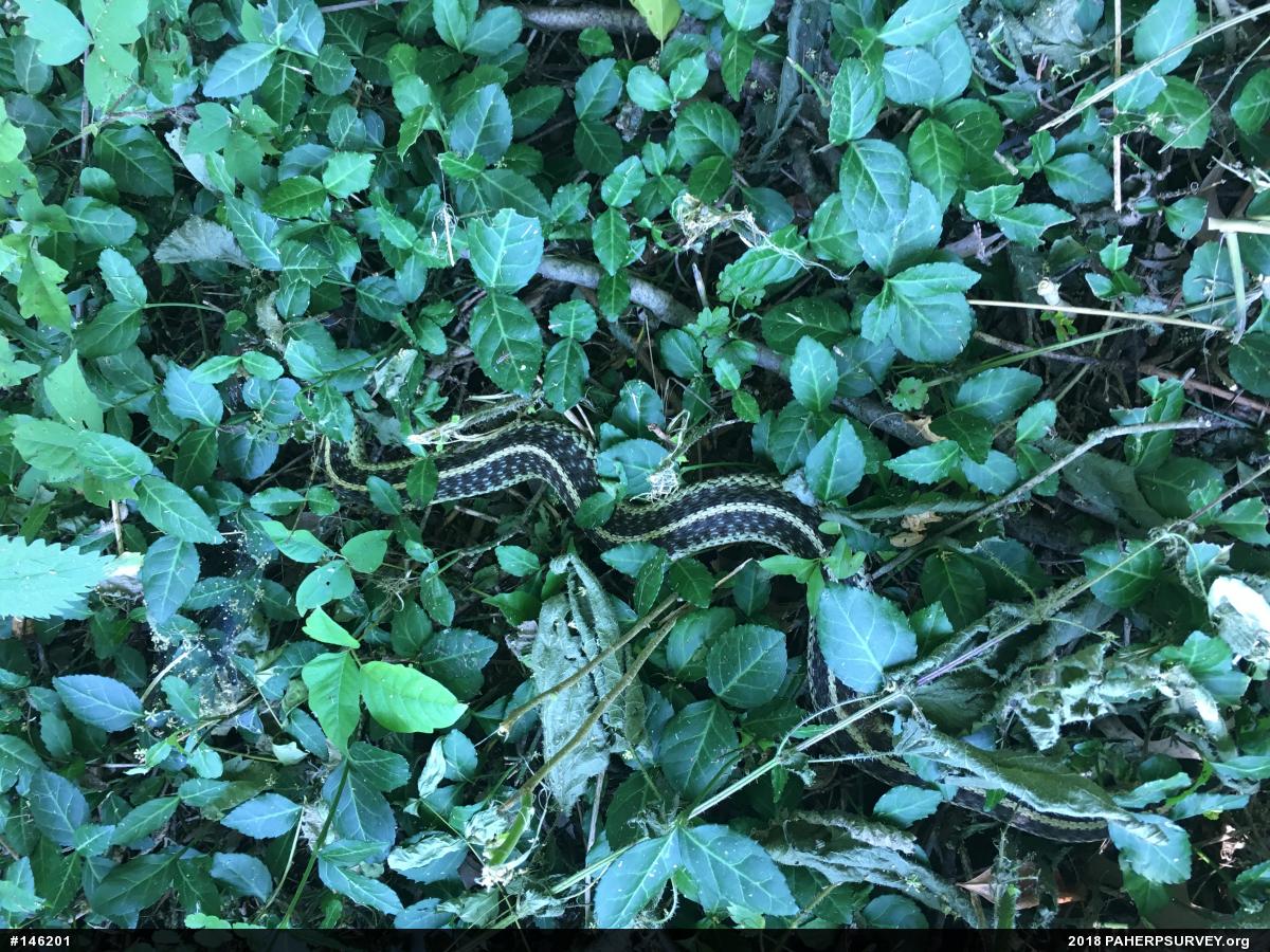 Eastern Gartersnake