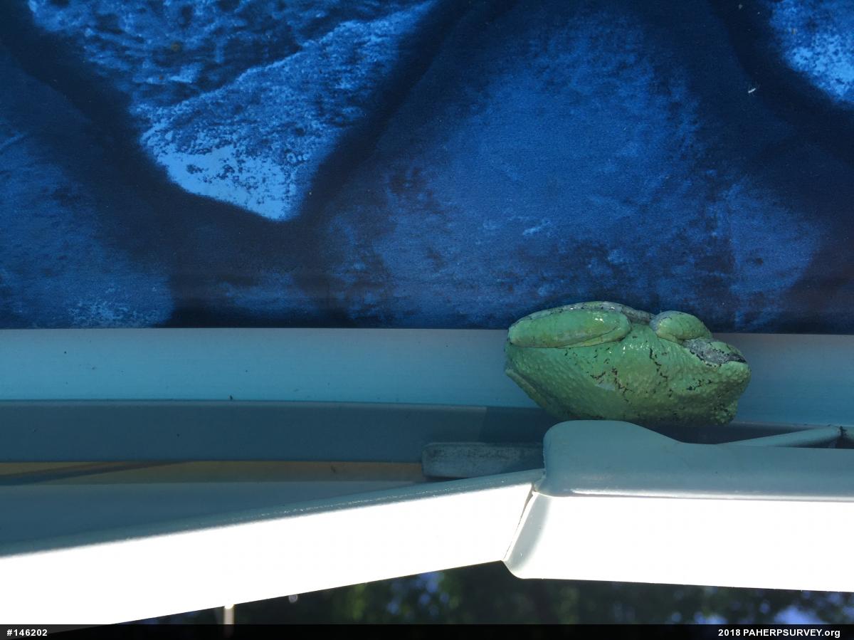 Unknown Gray Treefrog