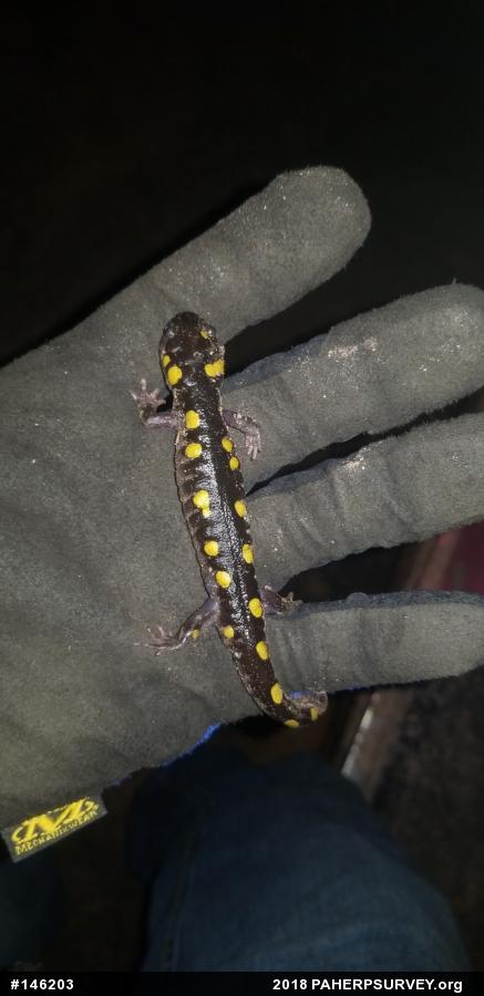 Spotted Salamander