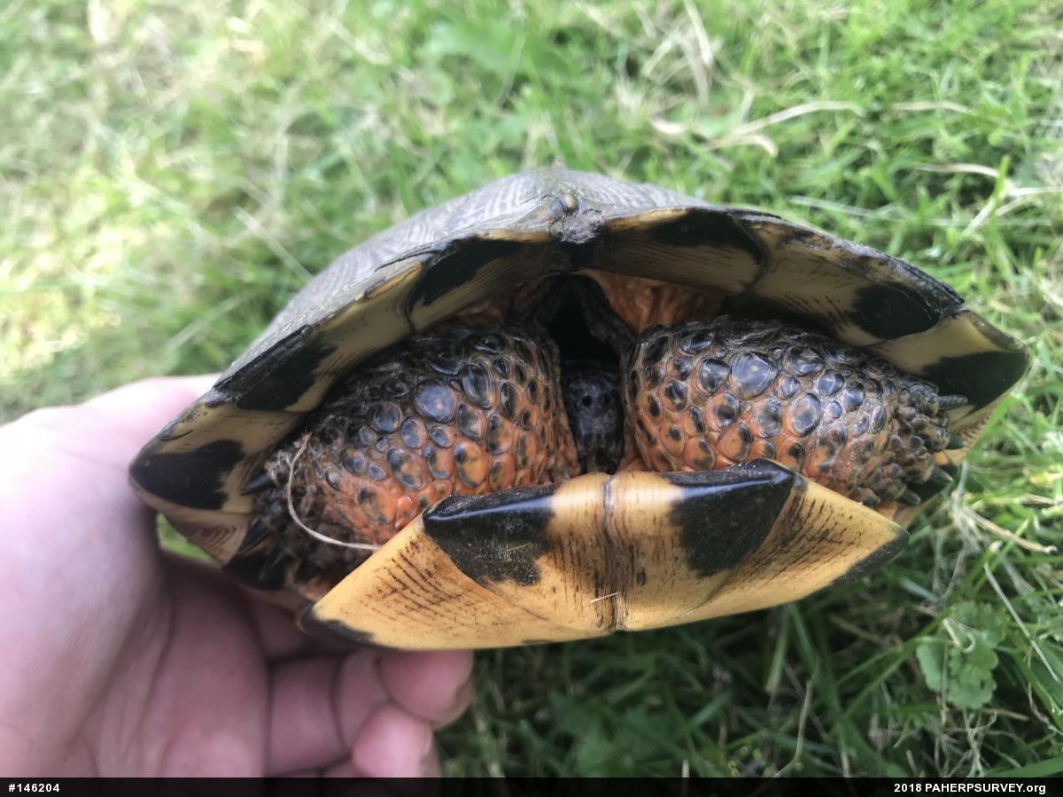 Wood Turtle