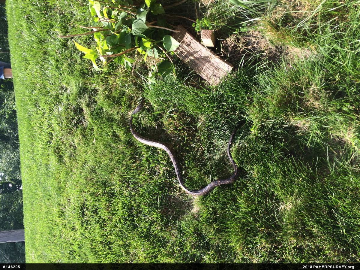 Eastern Ratsnake