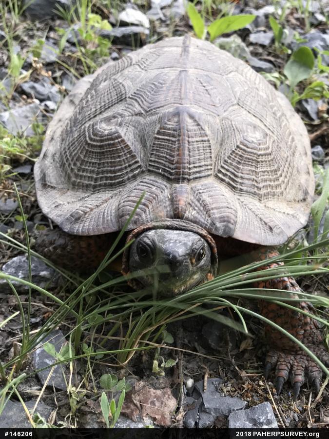 Wood Turtle