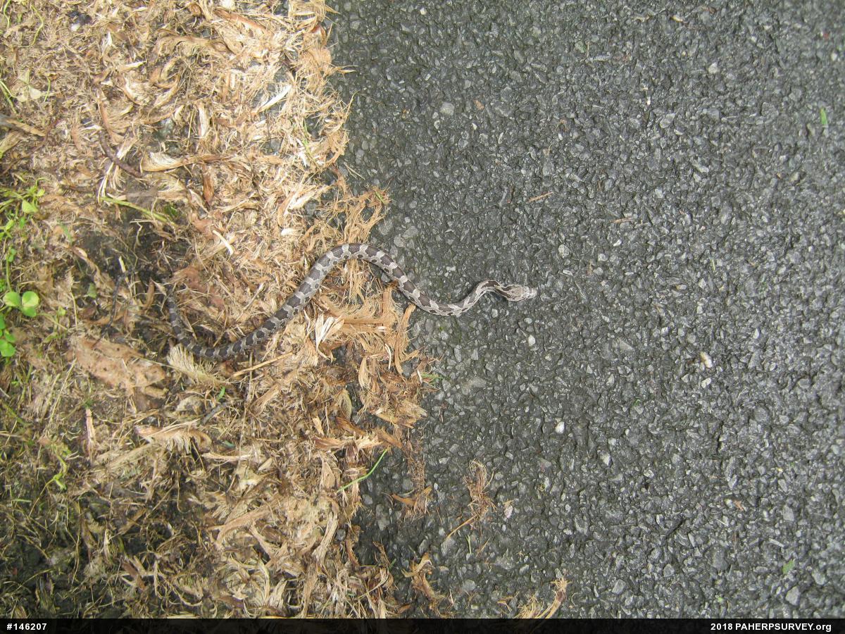 Eastern Ratsnake