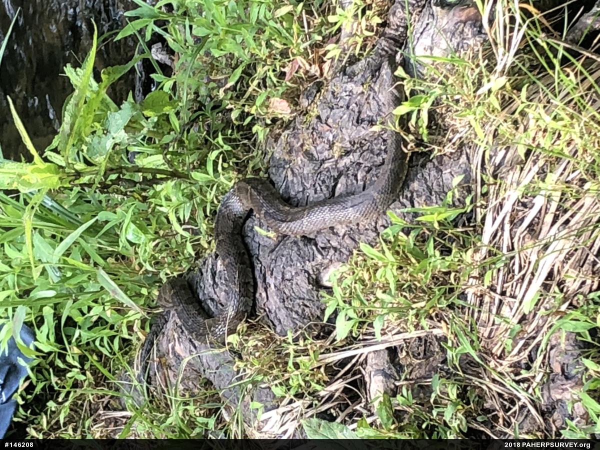 Northern Watersnake