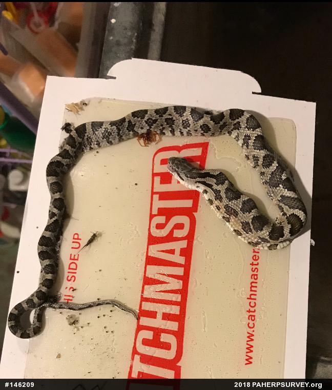 Eastern Ratsnake