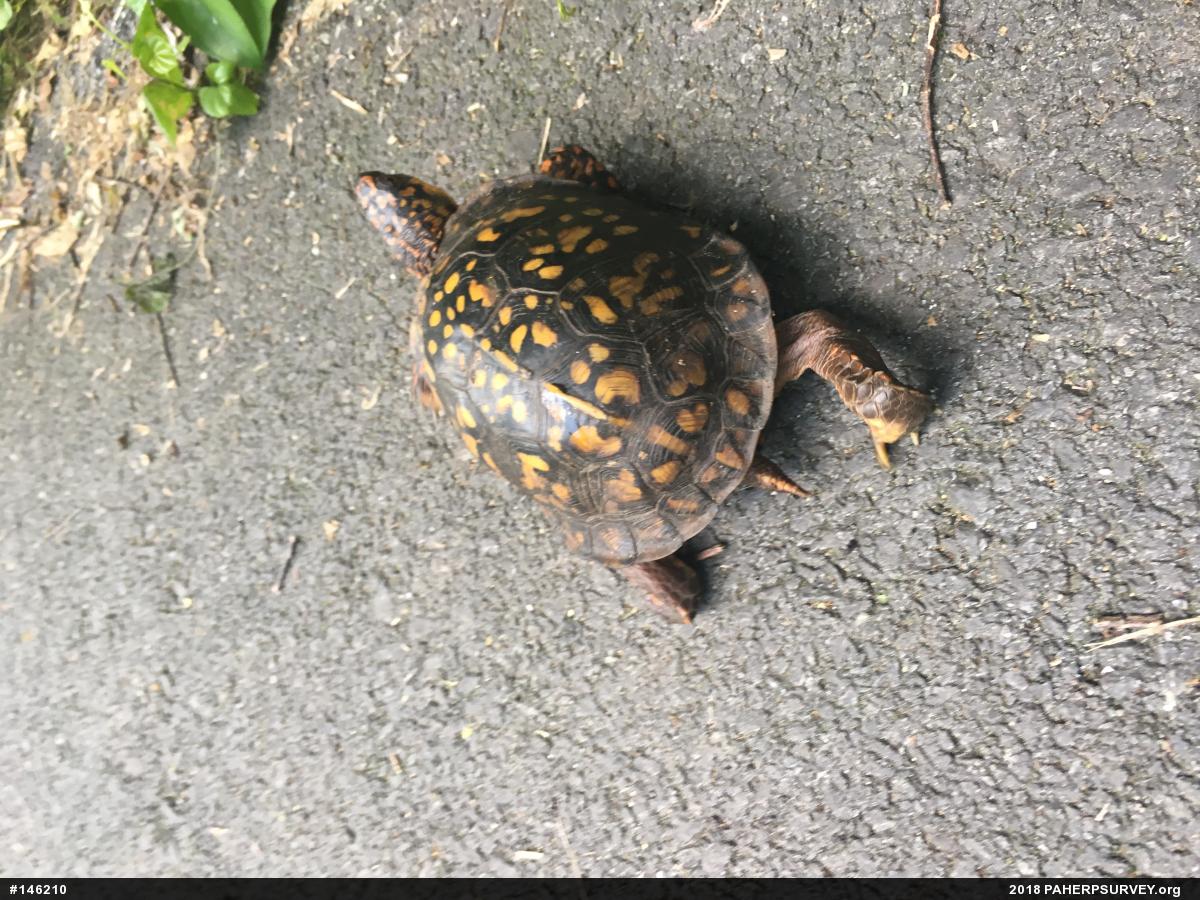 Eastern Box Turtle