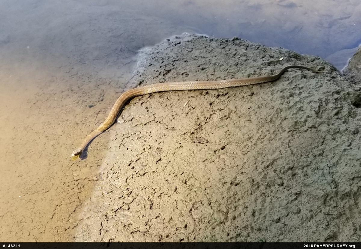 Northern Watersnake