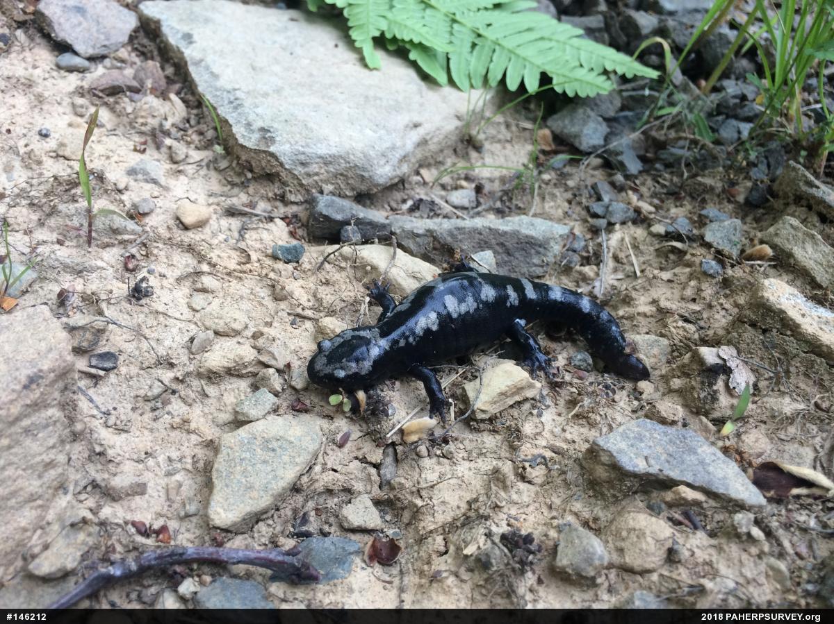 Marbled Salamander