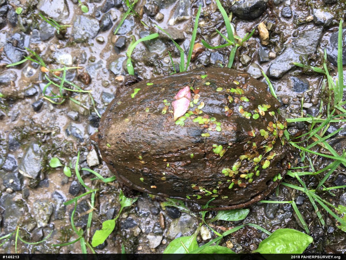 Snapping Turtle