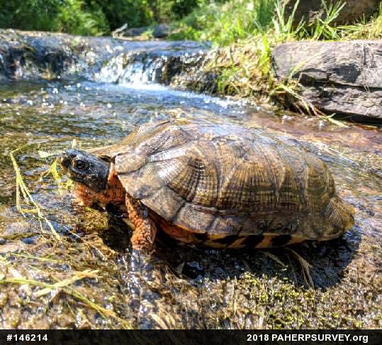 Wood Turtle