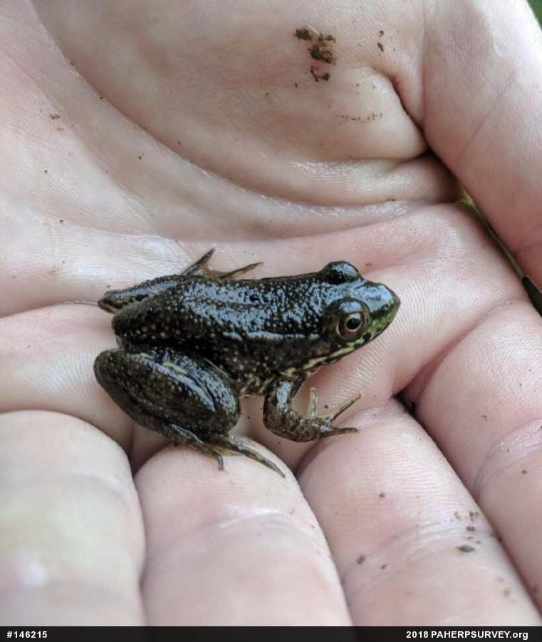Green Frog