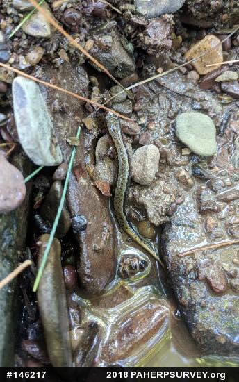 Northern Two-lined Salamander