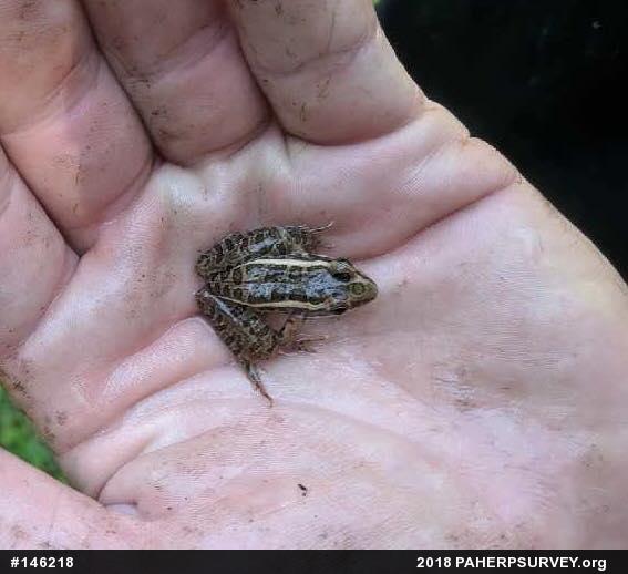 Pickerel Frog