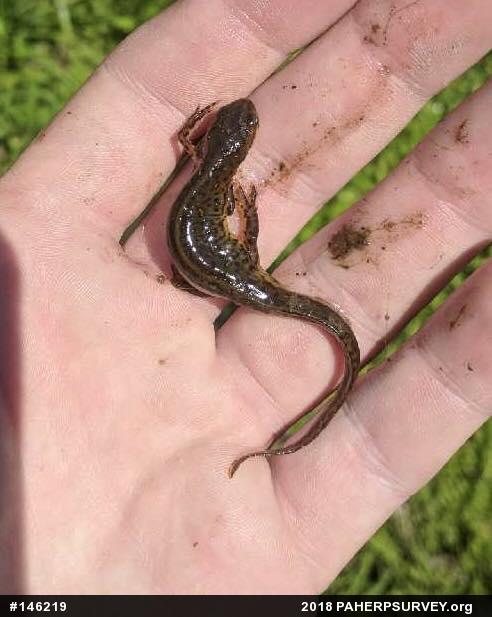 Red-spotted Newt
