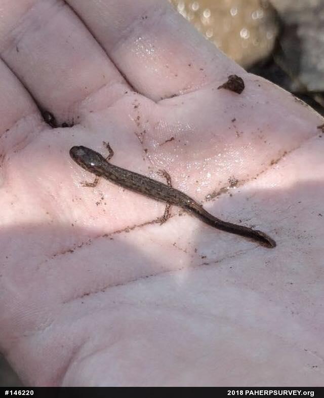 Northern Two-lined Salamander