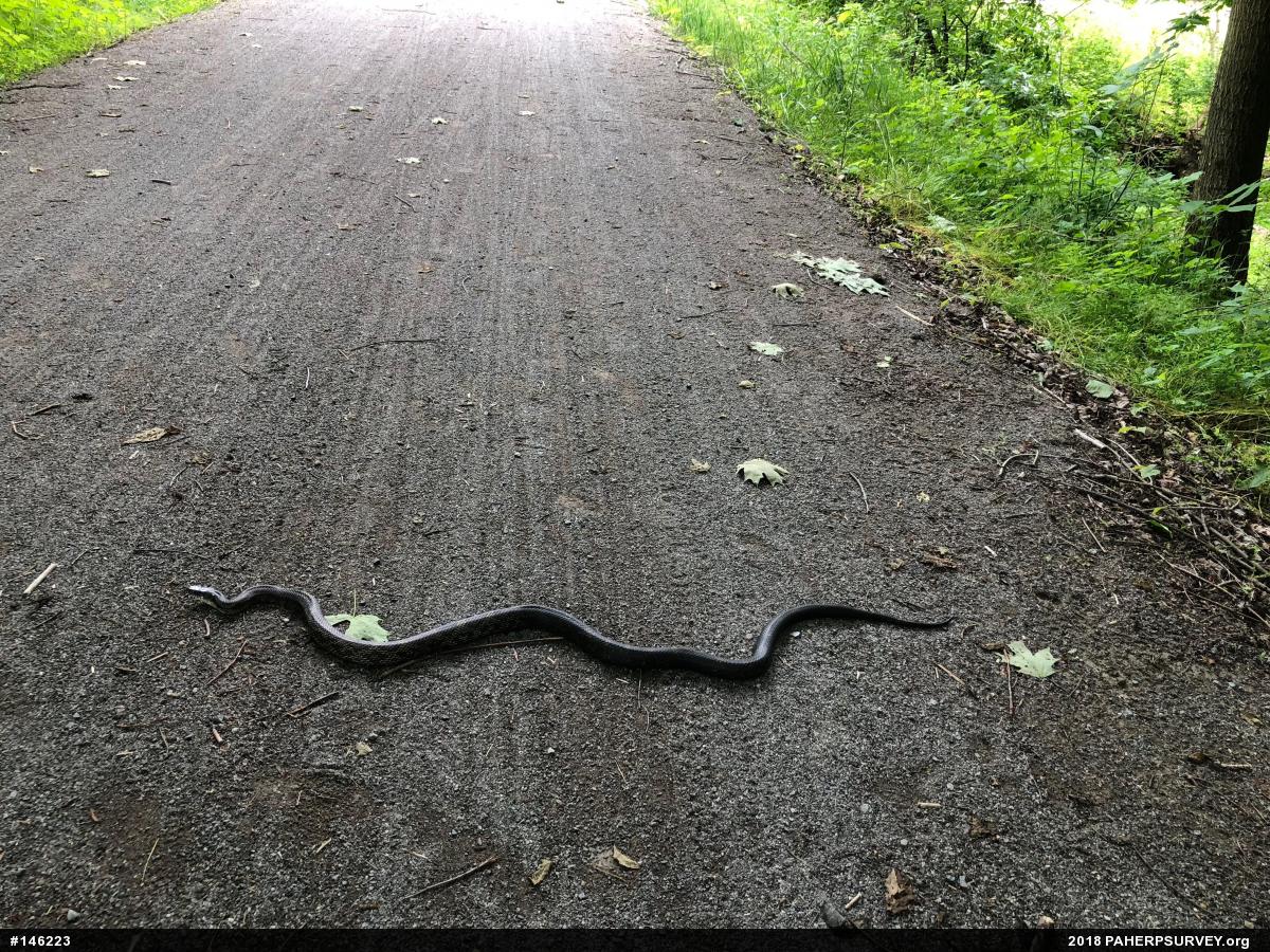 Eastern Ratsnake