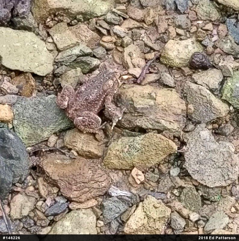 Eastern American Toad