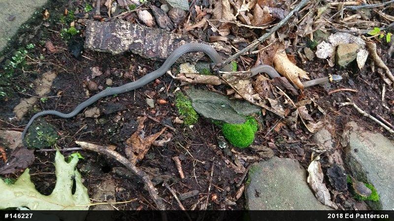 Northern Ring-necked Snake