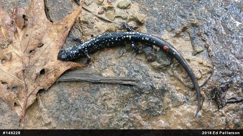 Northern Slimy Salamander