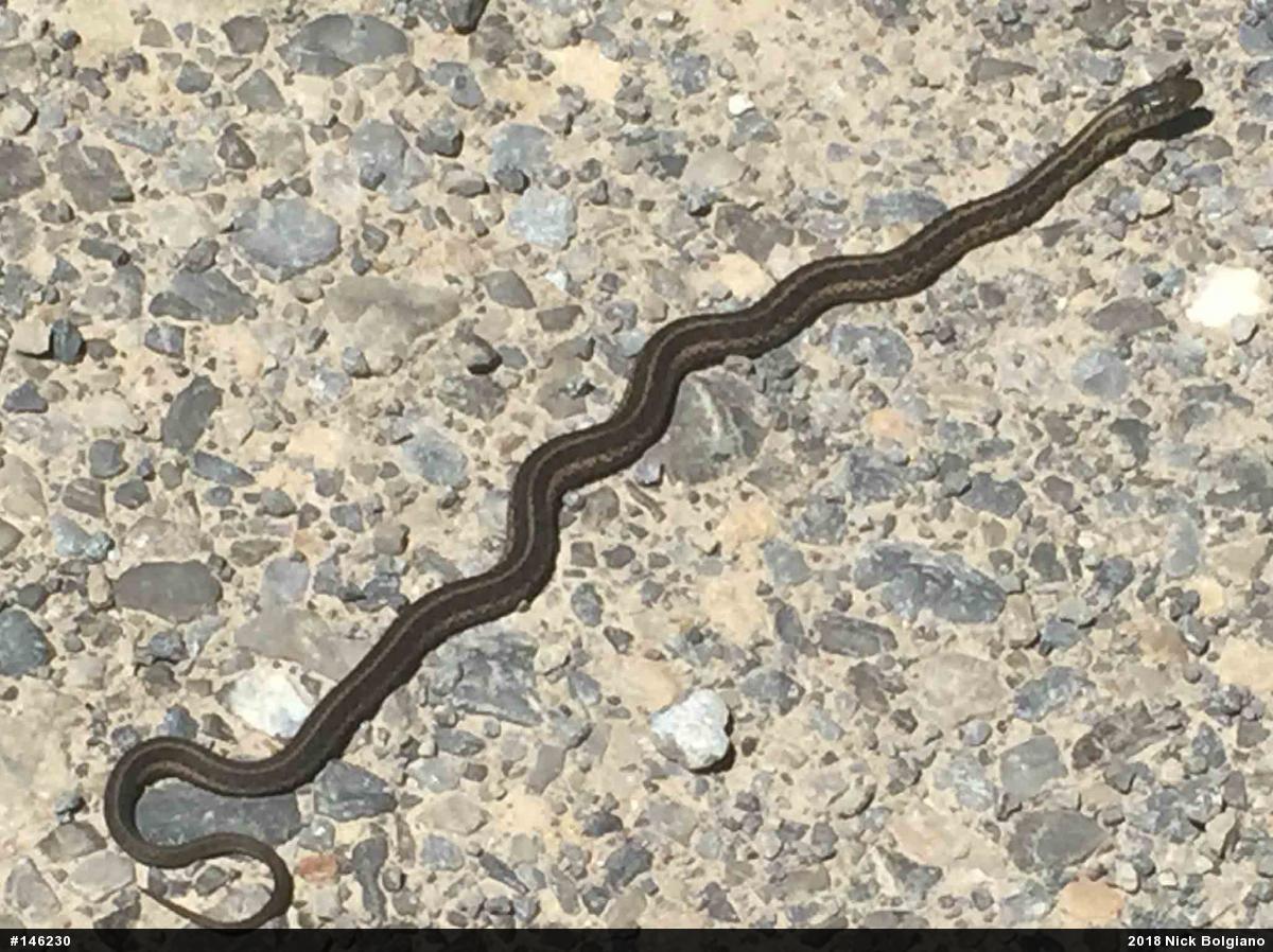 Eastern Gartersnake