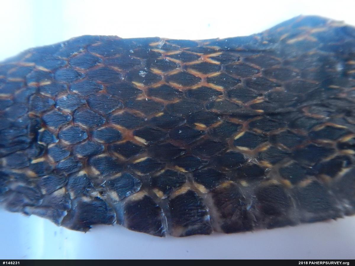 Eastern Ratsnake