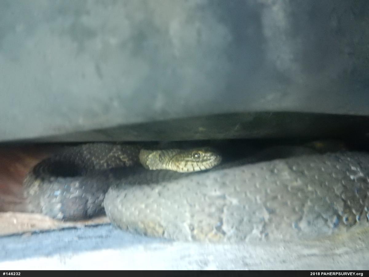 Northern Watersnake