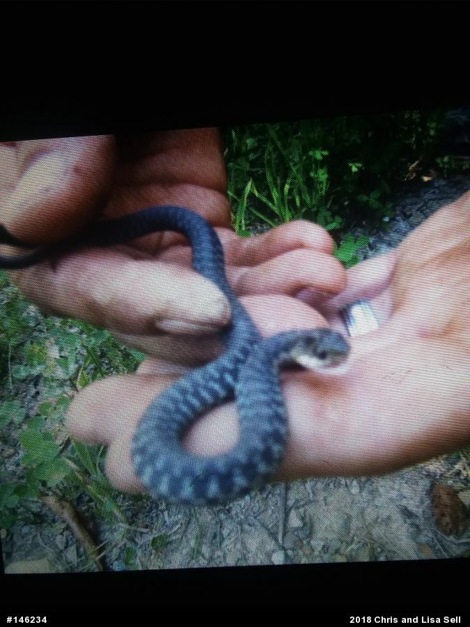 Eastern Gartersnake
