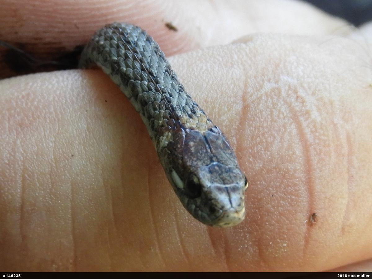 Red-bellied Snake