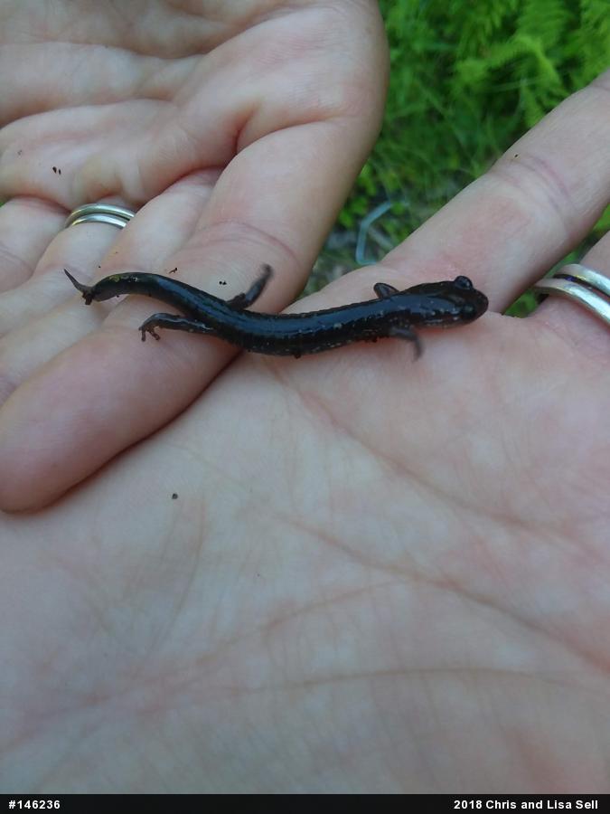 Wehrle's Salamander