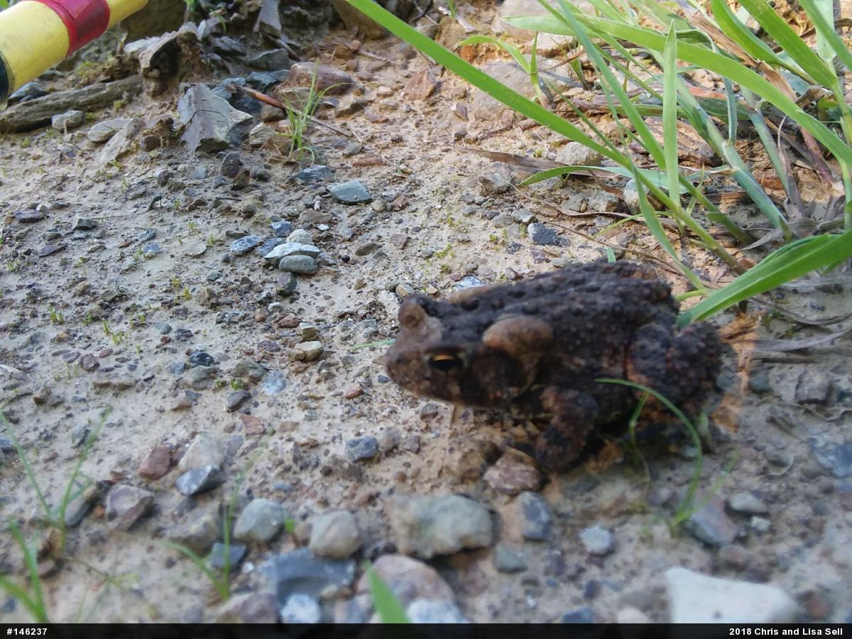 Eastern American Toad
