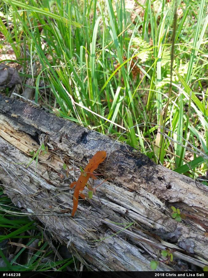 Red-spotted Newt