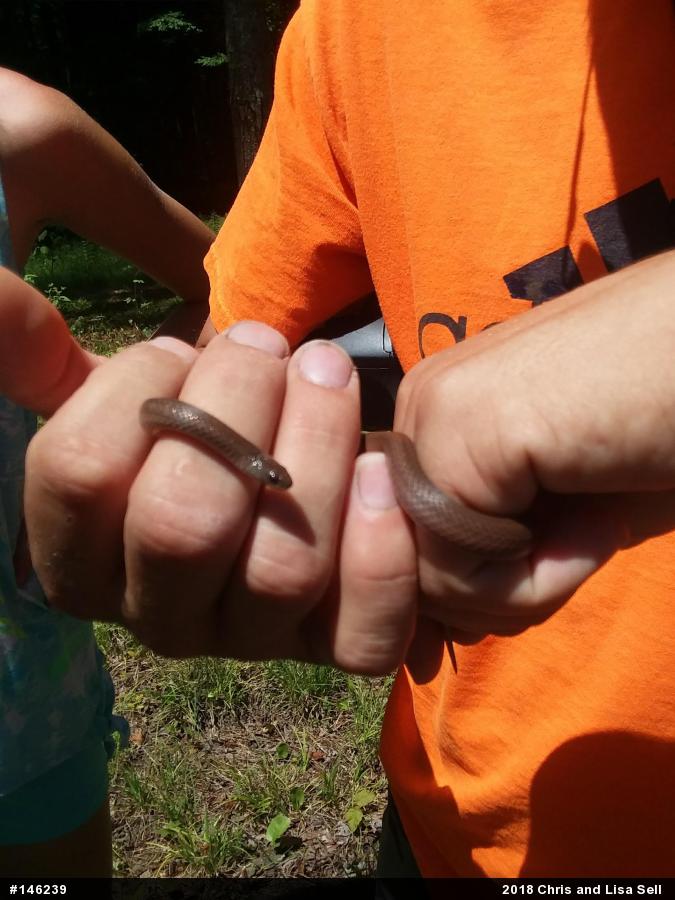 Mountain Earthsnake