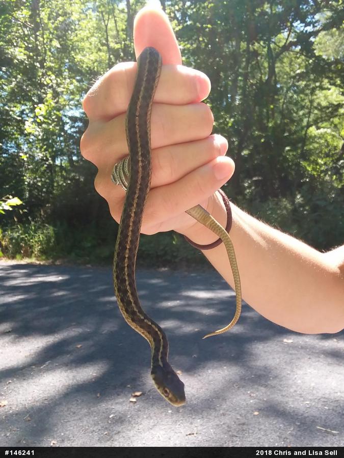 Eastern Gartersnake