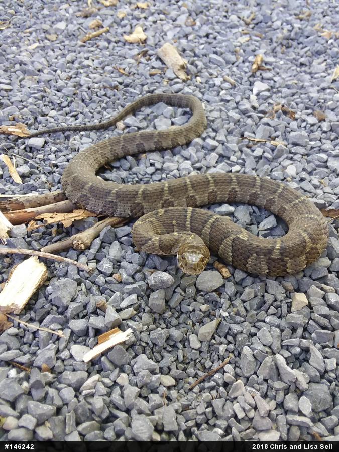 Northern Watersnake